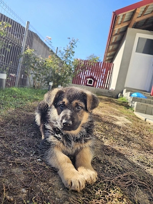 Femela si mascul Ciobanesc German