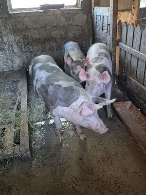 Porci de carne  - imagine 2