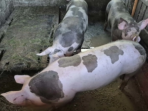 Porci de carne  - imagine 3