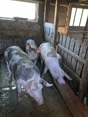 Porci de carne 
