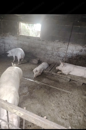 Porci de carne 