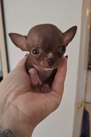 Chihuahua mini toy femela - imagine 2