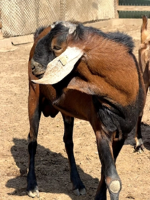 Vând țap Anglo-Nubian  - imagine 2