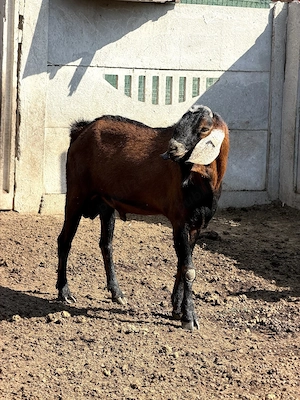 Vând țap Anglo-Nubian  - imagine 3
