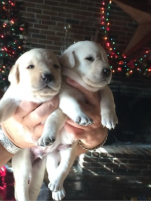 Labrador Retriver 