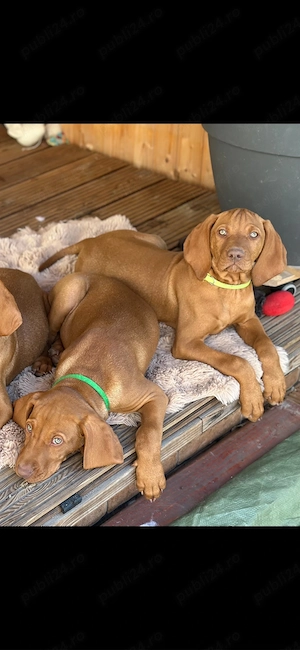 Catei Vizsla 2 masculi - imagine 3