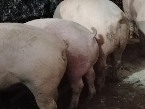 Porci mari 100si250 kg - imagine 2