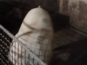 Porci mari 100si250 kg