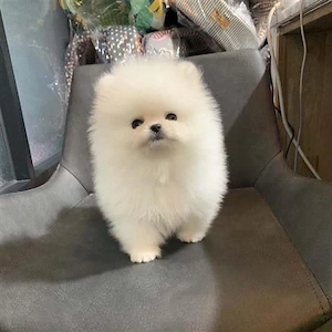 Pomeranian mini toy ursulet  - imagine 3