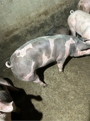 porci crescuti in gospodarie - imagine 2