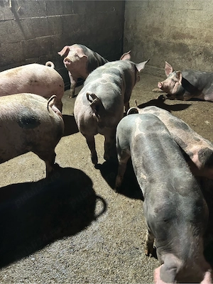 porci crescuti in gospodarie