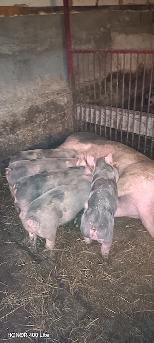 Îs cauta casa nou fiert Petrea belgian - imagine 4
