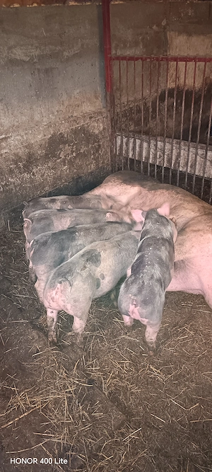 Îs cauta casa nou fiert Petrea belgian - imagine 5
