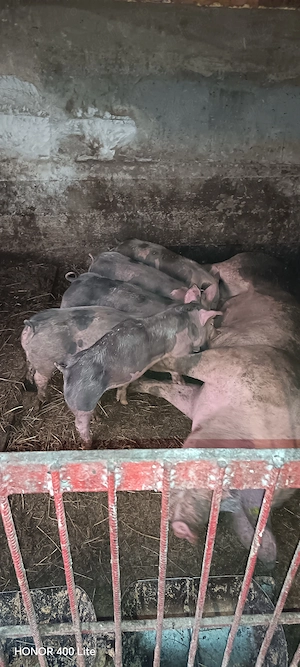 Îs cauta casa nou fiert Petrea belgian - imagine 3