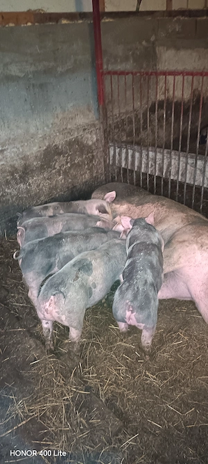 Îs cauta casa nou fiert Petrea belgian - imagine 2