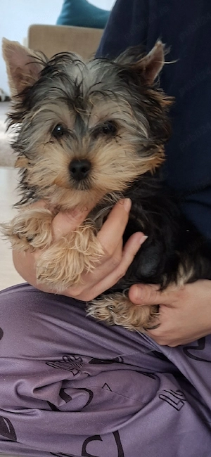 Yorkshire terrier