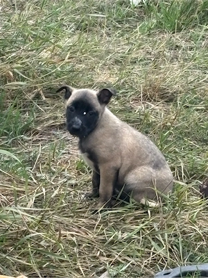 donez pui metis malinois