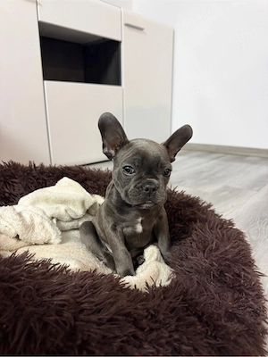 Vând pui de bulldog francez,are vârsta de 7 săptămâni și toate vaccinurile făcute la zi rog seriozit - imagine 2