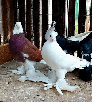 Porumbei .