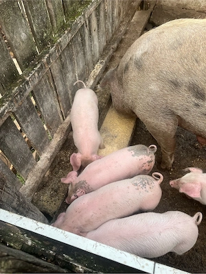 purcei de 8 spatamani de vanzare 
