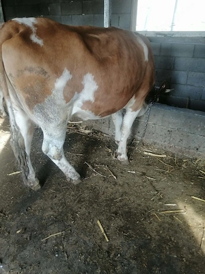 Vând Urgent la preț bun !! - imagine 4