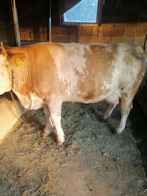 Vând Urgent la preț bun !!