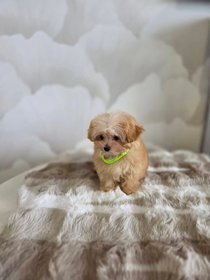 Maltipoo - Canisă Autorizată  - imagine 2