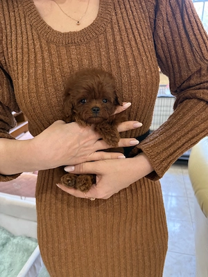 Poodle Toy Red linie Asiatică din Canisă Autorizată 