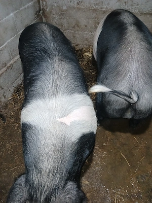 Porci de vanzare 