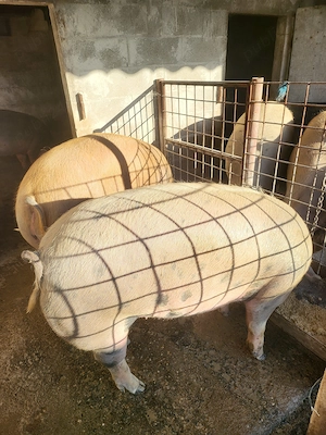 Porci pentru masa de Crăciun  - imagine 3