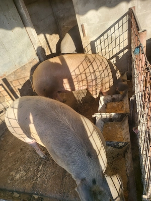Porci pentru masa de Crăciun  - imagine 5