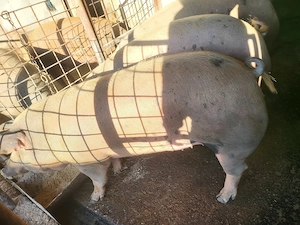 Porci pentru masa de Crăciun  - imagine 2
