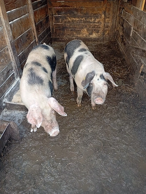 porci de vânzare 