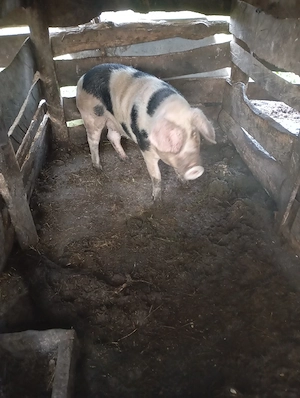 porci de vânzare  - imagine 3