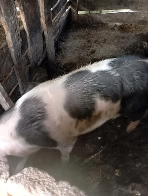 porci de vânzare  - imagine 5
