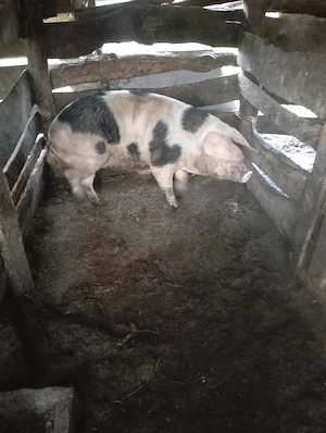 porci de vânzare  - imagine 2