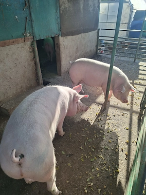 Vand 3 porcii între 100 si 140 de kg - imagine 3