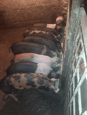 Vând purcei 35 40 kg