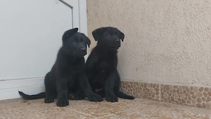 Pui ciobanesc german negri pedigree - imagine 4