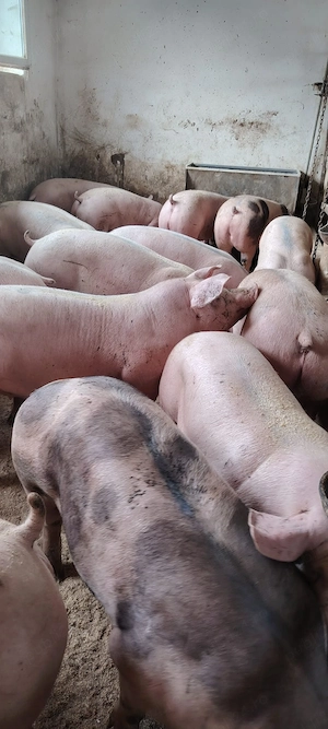 porci rasa de carne 