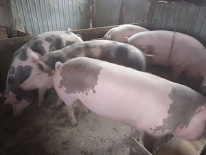 porci rasa marele alb cu pietrain greutate antre180 si 200 kg varsta 12 luni tinuti cu cereale  - imagine 2