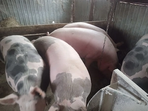 porci rasa marele alb cu pietrain greutate antre180 si 200 kg varsta 12 luni tinuti cu cereale  - imagine 3