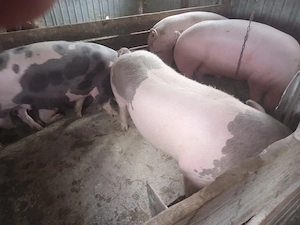 porci rasa marele alb cu pietrain greutate antre180 si 200 kg varsta 12 luni tinuti cu cereale  - imagine 4