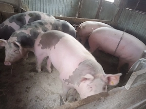 porci rasa marele alb cu pietrain greutate antre180 si 200 kg varsta 12 luni tinuti cu cereale  - imagine 5
