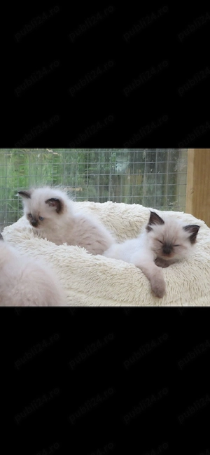 Ragdoll    