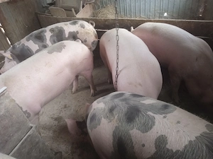 porci rasa marele alb cu pietrain greutate antre180 si 200 kg varsta 12 luni tinuti cu cereale 