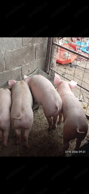 Vănd purcei rasă pik , greutate 30 kg bucata , disponibil in com Barcea 