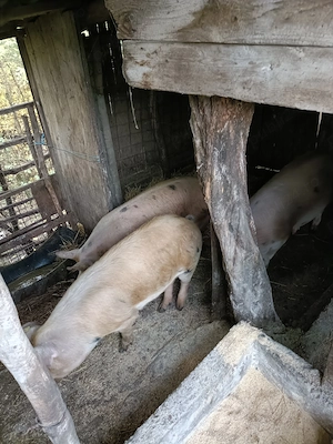 Porci pentru Crăciun 