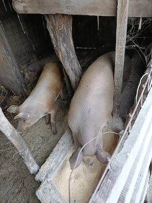 Porci pentru Crăciun  - imagine 2