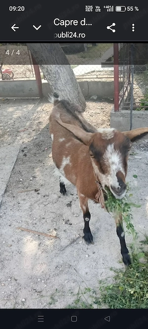 Capra de vânzare ,buna de lapte